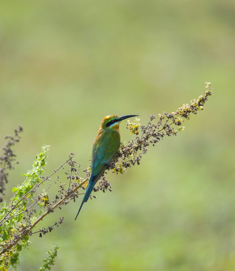 Blue tailed Bee eater