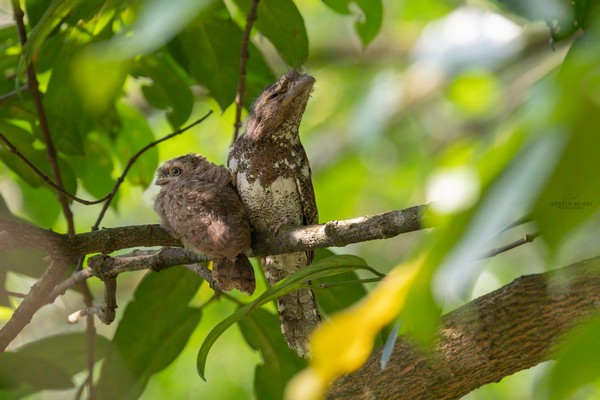 Blyths Frogmouth