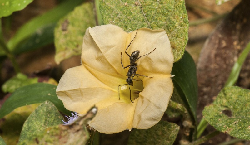 Bornean Queenless Ant