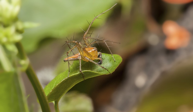 Brown Grass Spider