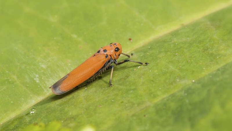 Common Leaf Hopper