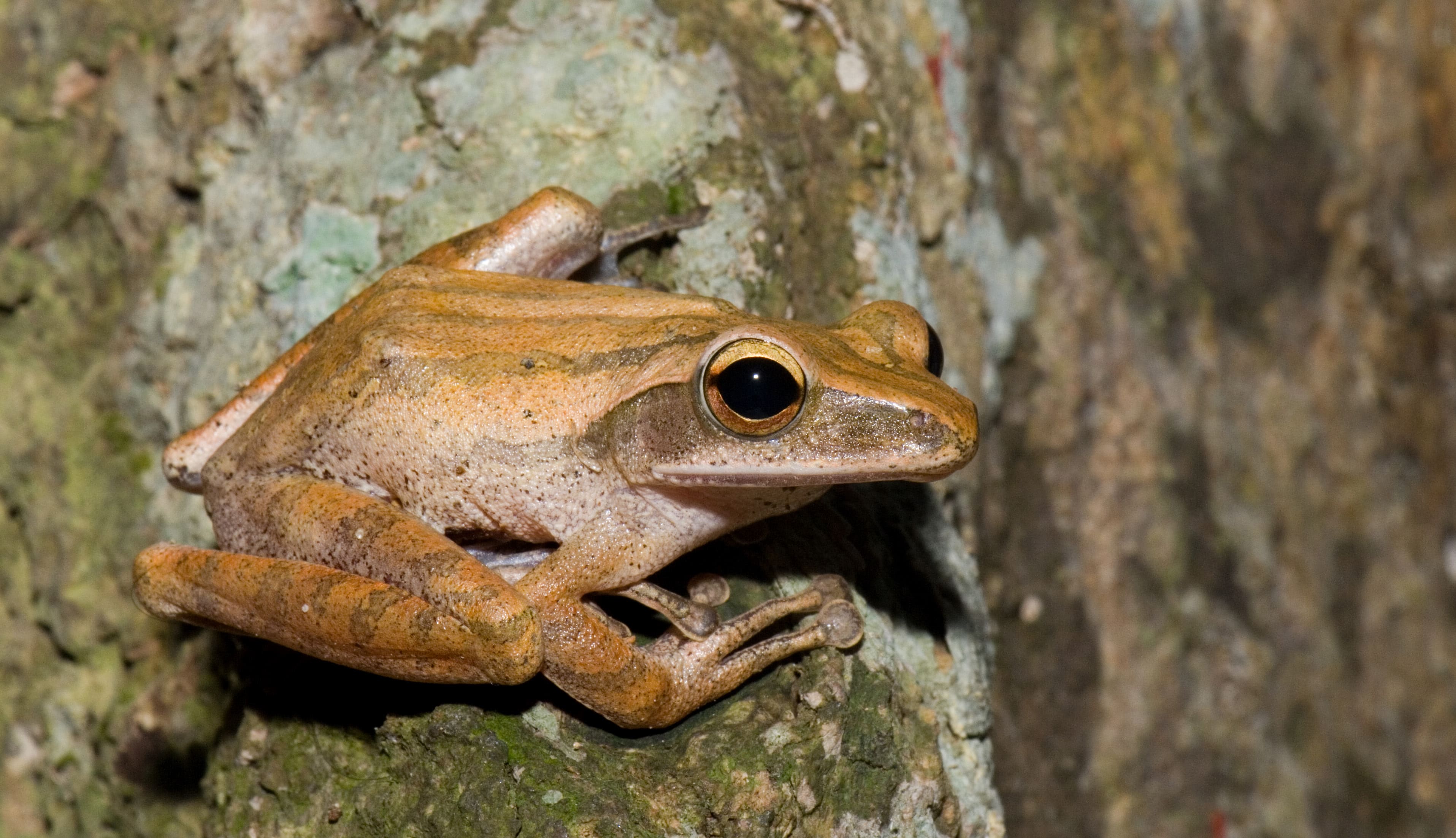 Four lined Tree Frog