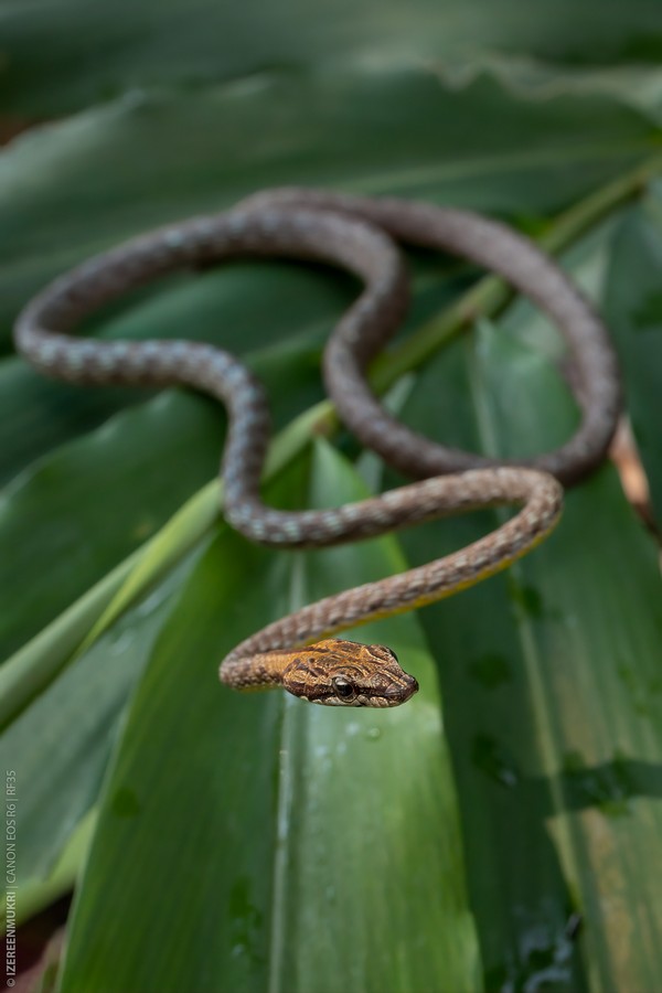 Keel Bellied Whip Snake