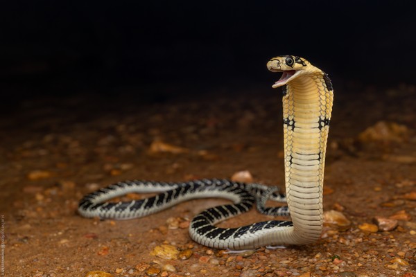King Cobra Juvenile