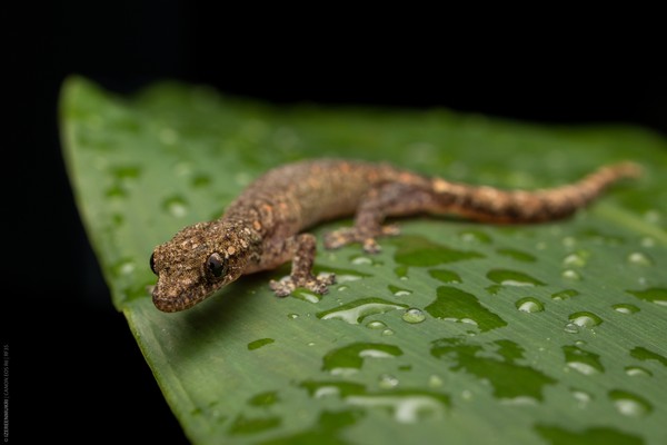 Lowland Dwarf Gecko