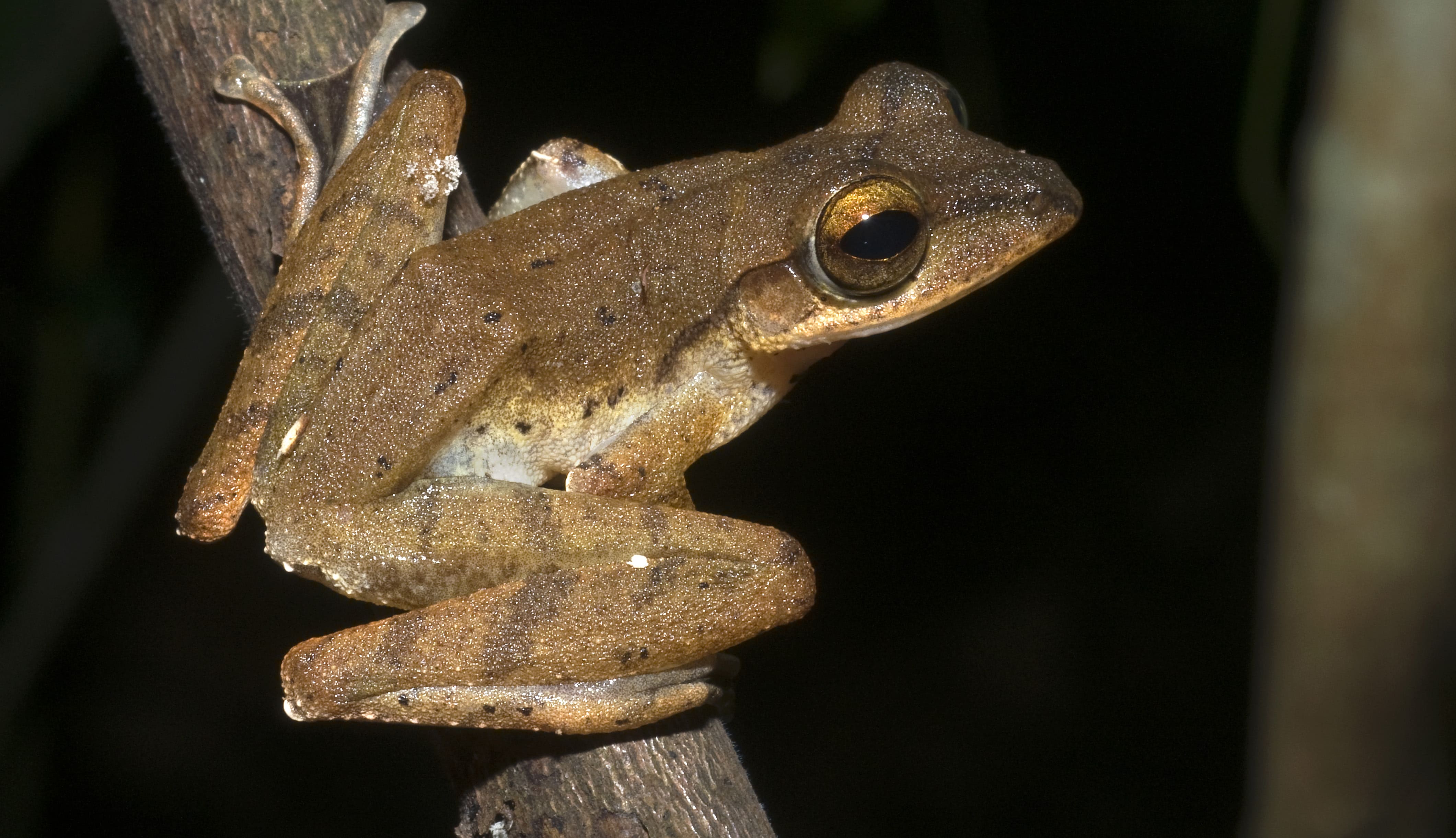 Malayan Tree Frog