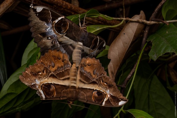 Moth Mating