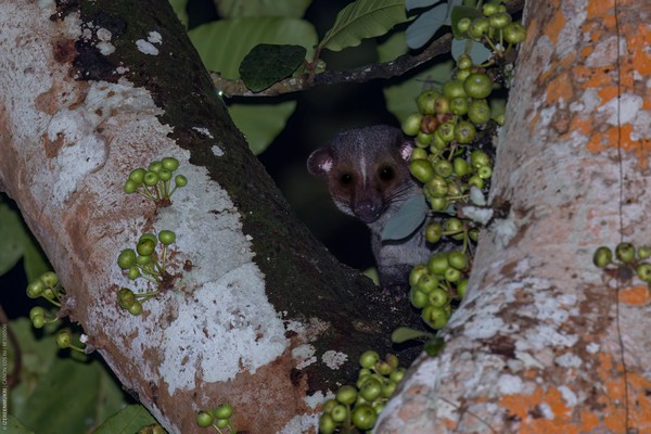 Small Toothed Palm Civet